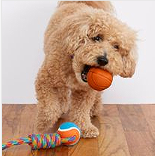 Pet Essentials